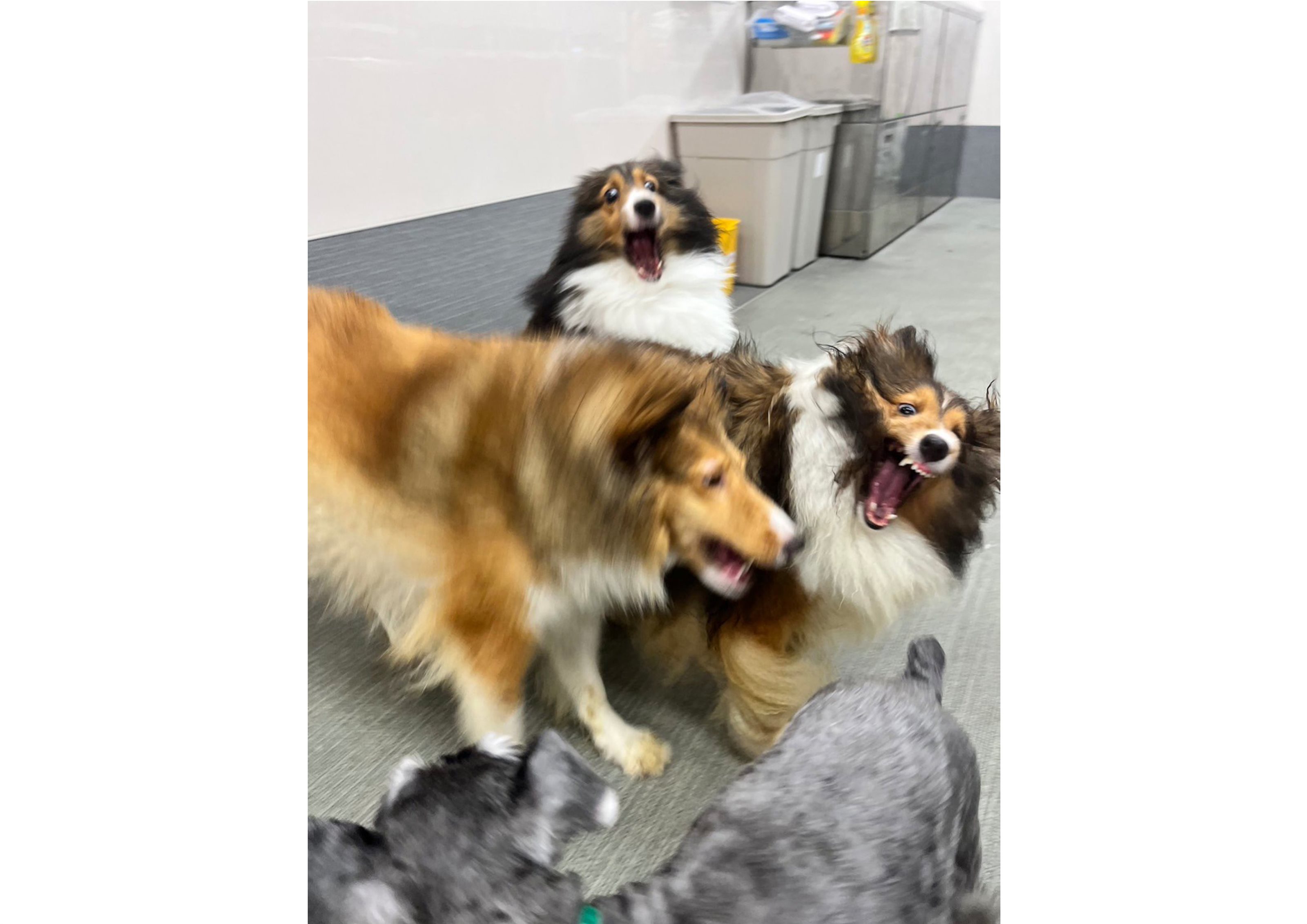 生徒が撮影したモデル犬♪～PART①～